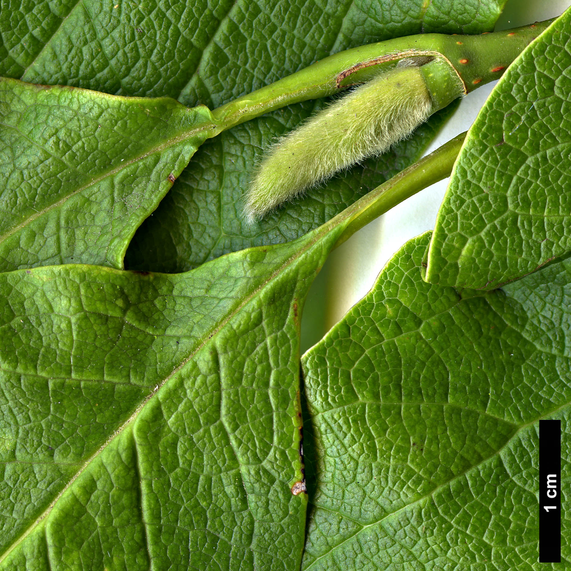 High resolution image: Family: Magnoliaceae - Genus: Magnolia - Taxon: kobus - SpeciesSub: var. borealis
